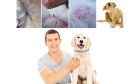 Natural Flea and Tick Collar For Dog Happy pet owner and dog with flea collar, showing effectiveness in preventing skin irritation and infestation.