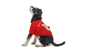 Buttoned Christmas Coat for Dogs Red buttoned Christmas coat for dogs with a fluffy bear design on the back, washable, for winter and autumn.