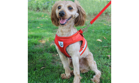 Reflective Dog Harness Vest with Matching Leash Red reflective dog harness vest with matching leash, lightweight, breathable fabric for comfort and secure fit.