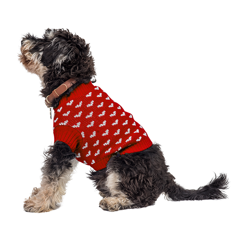 Printed Heart Sweater for Dogs Dog wearing a cosy red sweater with white heart patterns, perfect for warmth and style during colder seasons.
