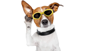 Yellow dog sunglasses with UV-protection, dark tinted lenses for eye safety and a stylish look. Adjustable and comfortable.