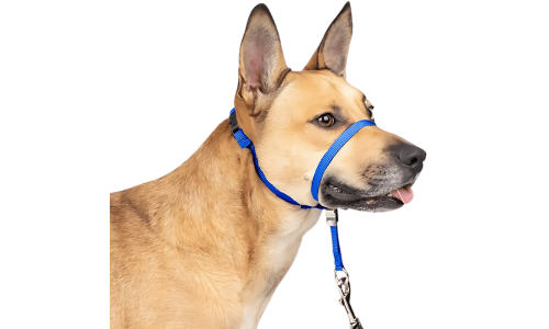 Blue no-pull dog head collar with adjustable black strap and padded nose loop, to prevent pulling during walks, size small.