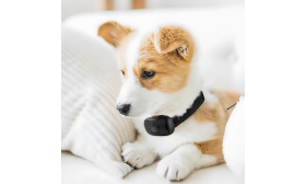 No-Shock Anti Bark Collar for Dogs No-shock anti-bark dog collar with a paw print design, adjustable, fits dogs weighing 12 to 110 lbs up to 22 inches.