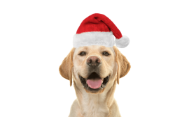 Christmas Santa Hat for Dogs and Cats Christmas Santa Hat for Dogs and Cats