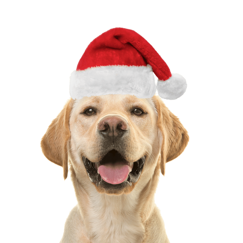 Christmas Santa Hat for Dogs and Cats