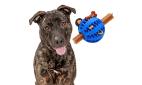 Interactive Dog Treat Dispenser Ball – Rubber Chew Dog Toy for Enrichment Interactive Dog Treat Dispenser Ball – Rubber Chew Dog Toy for Enrichment