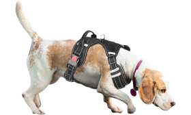 Dog Harness No Pull Dog wearing no pull harness, small size, showcasing secure fit and reflective details, for safe walks and outdoor adventures.