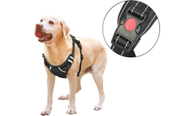 Dog Harness No Pull Dog in no pull harness featuring a close-up of durable buckle, small size, ideal for secure and safe restraint during walks.