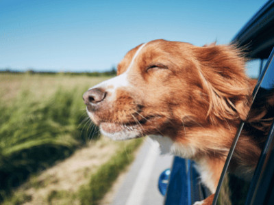 Packing Essentials for Travelling with Dogs: Don’t Leave Home Without These Pet Accessories!