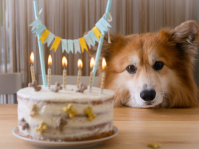Celebrate Your Dog: Dog Gift Ideas for Birthdays and More