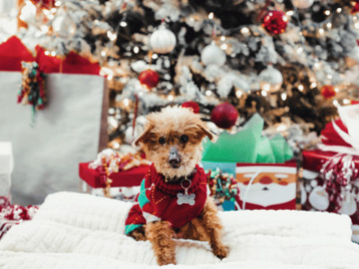 Christmas Adventures: A Dog-Friendly Holiday Guide