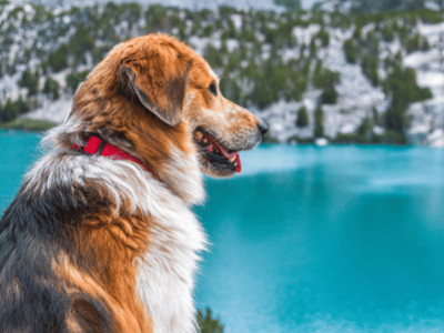 Winter Dog Essentials: Gearing Up for Cold Weather