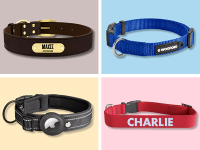 Dog Collars That Keep Your Pet Secure: Top Picks for Every Breed and Lifestyle